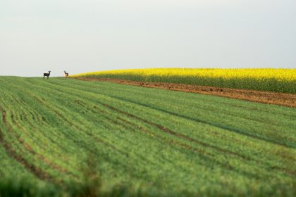 Przytulny pokój na wynajem z widokiem na Gorce – relaks w stylu slow life.