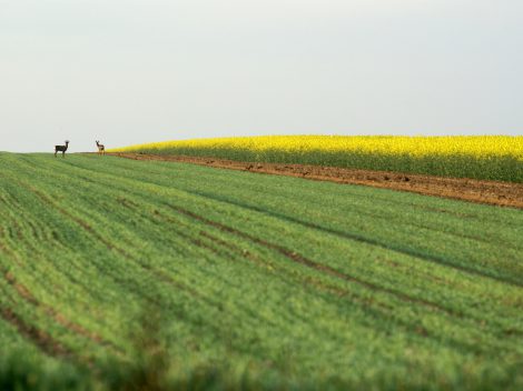 Przytulny pokój na wynajem z widokiem na Gorce – relaks w stylu slow life.