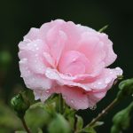 Jakie rośliny warto posadzić w ogrodzie na wiosnę?
