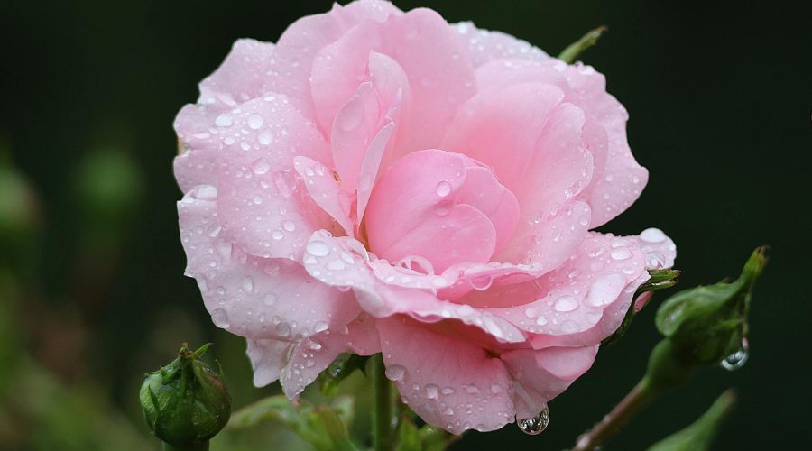 Jakie rośliny warto posadzić w ogrodzie na wiosnę?